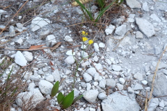 Eriospermum schlechteri