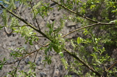 Salix sinica