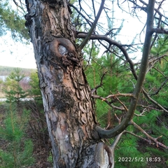 Malus baccata