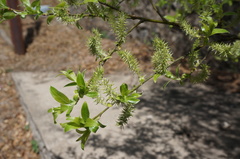 Salix sinica