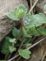 Veronica triloba