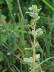 Veronica triloba