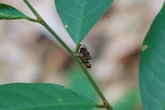 Diptera