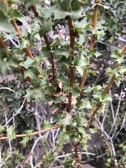 Berberis actinacantha