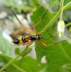 Ctenophora elegans