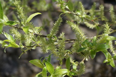 Salix sinica