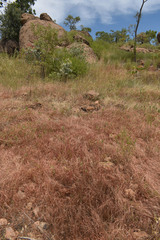 Schizachyrium fragile