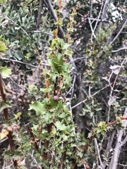 Berberis actinacantha