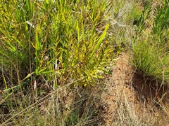 Fadogia homblei