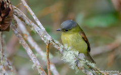 Pachyramphus versicolor