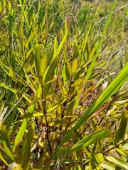 Fadogia homblei