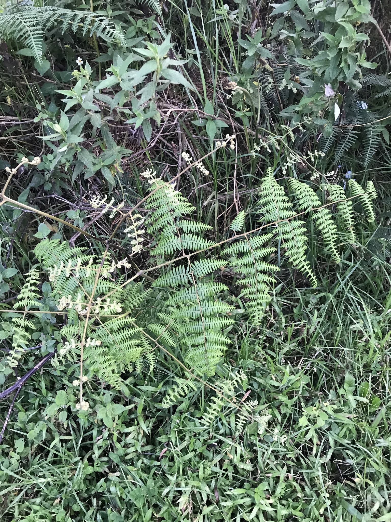 Pteridium esculentum image