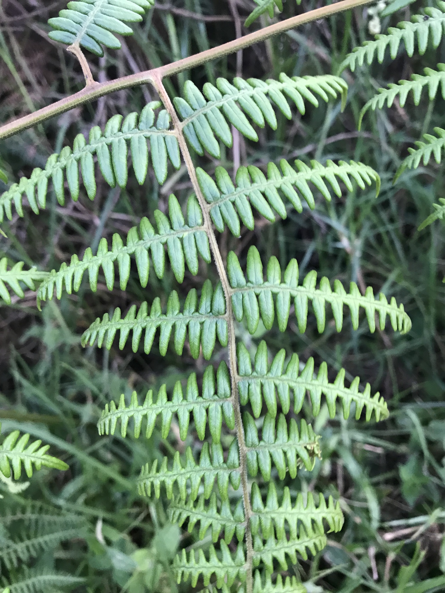 Pteridium esculentum image