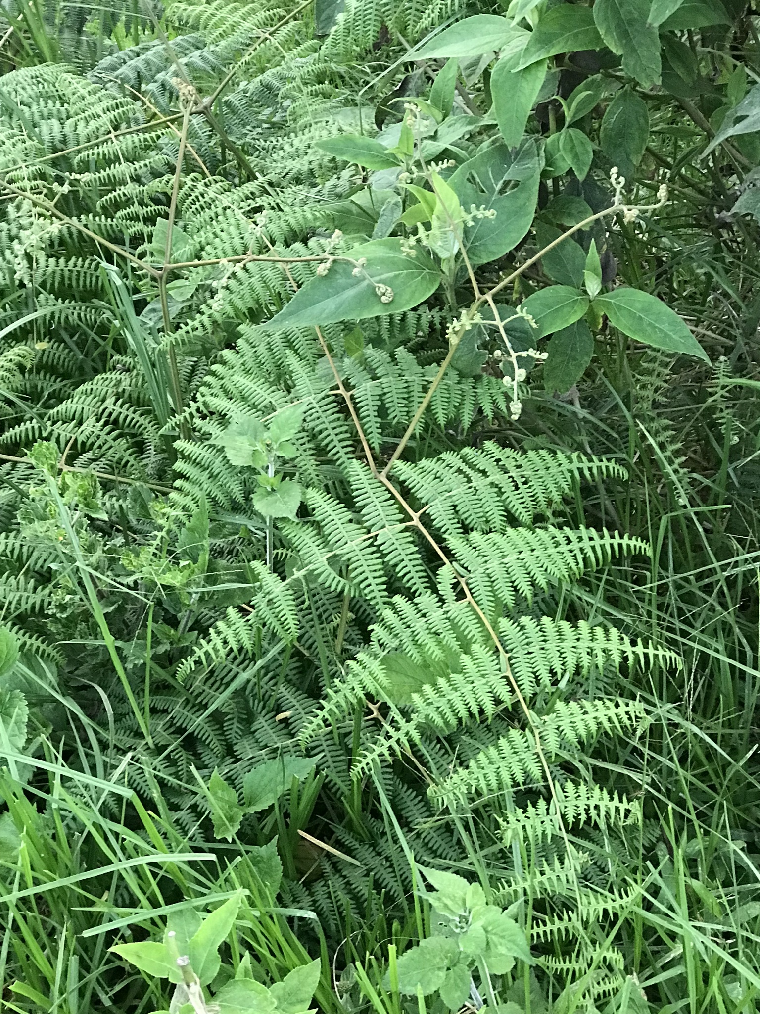 Pteridium image