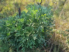 Cussonia paniculata sinuata