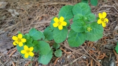 Chrysogonum