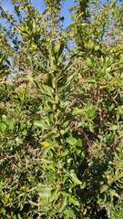 Dunalia brachyacantha