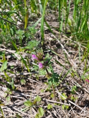 Lamium amplexicaule orientale
