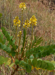 Senna magnifolia