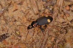 Chlaenius posticalis