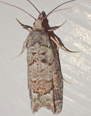 Epinotia subviridis