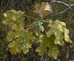 Brachychiton chillagoensis