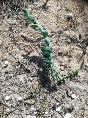 Linaria genistifolia
