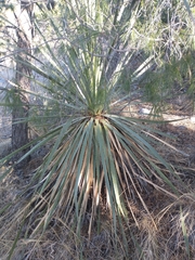 Dasylirion cedrosanum