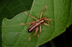 Metriogryllacris