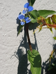 Commelina diffusa