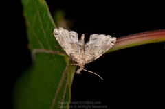 Lathrotelinae