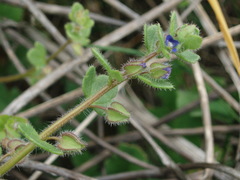 Veronica triloba