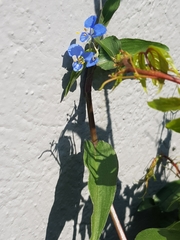 Commelina diffusa
