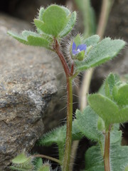 Veronica triloba