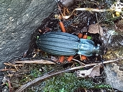 Carabus galicianus