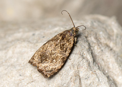 Sycacantha inodes