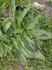 Plantago lanceolata