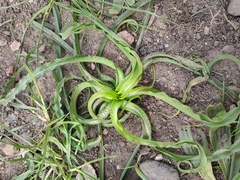 Hyacinthoides