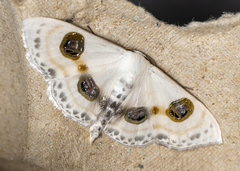 Problepsis eucircota