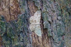 Pseudalcis catoriata