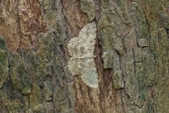 Pseudalcis catoriata