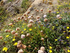 Armeria berlengensis