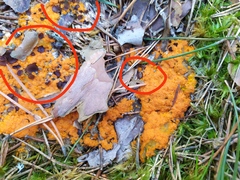 Pseudombrophila guldeniae