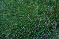 Eleocharis limosa