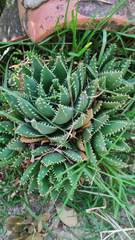 Aloe brevifolia