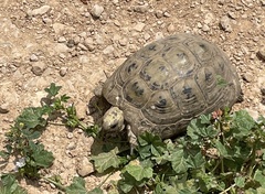 Testudo graeca