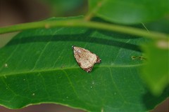 Lepidoptera