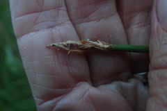 Eleocharis limosa