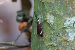 Cyclosia papilionaris