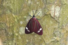 Cyclosia papilionaris